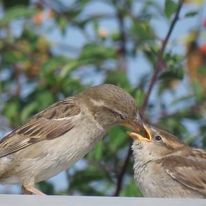 House Sparrow