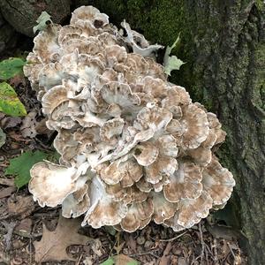 Hen-of-the-Woods