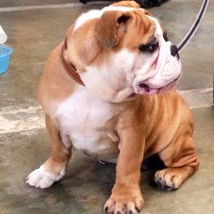 Unknown Breed