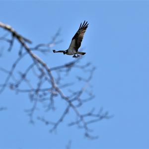 Osprey