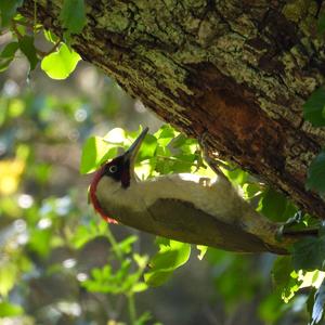 Eurasian Green Woodpecker