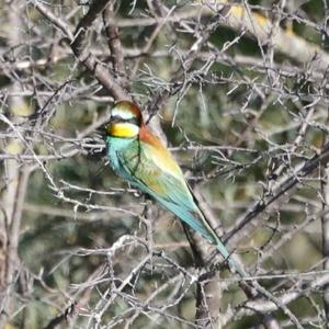 European Bee-eater