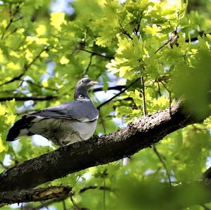 Common Wood-pigeon