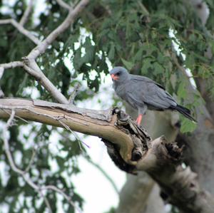 Dark Chanting-goshawk