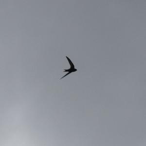 Common Swift