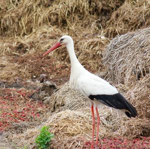 White Stork