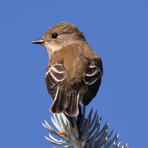 European Pied Flycatcher