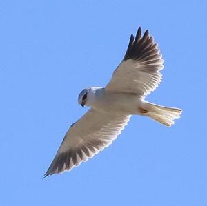 Black-winged Kite