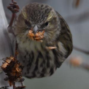 Eurasian Siskin