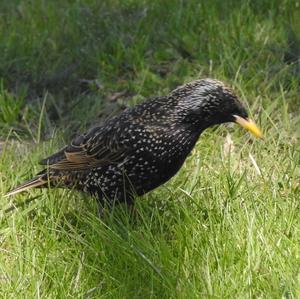 Common Starling