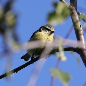 Blue Tit