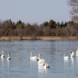 Höckerschwan