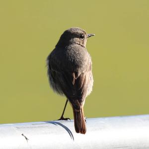 Black Redstart