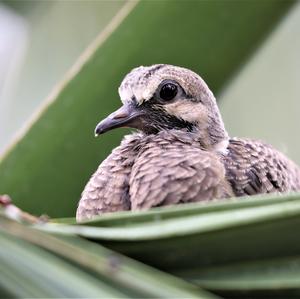 Mourning Dove