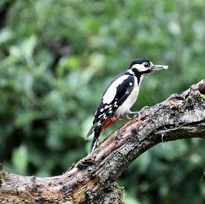 Great Spotted Woodpecker