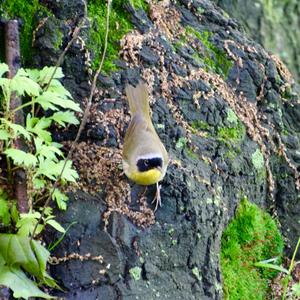 Common Yellowthroat