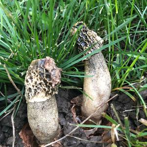 Stinkhorn, Common