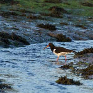 Eurasian Oystercatcher