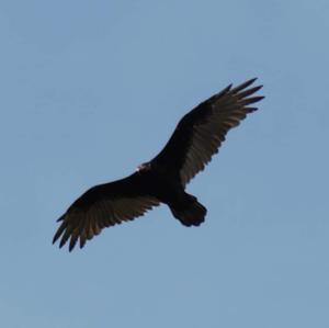 Turkey Vulture