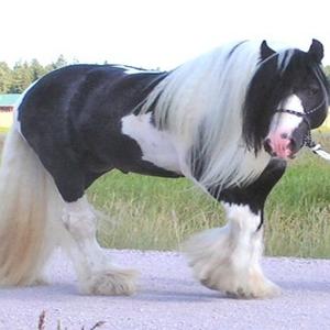 American Paint Horse