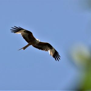 Red Kite