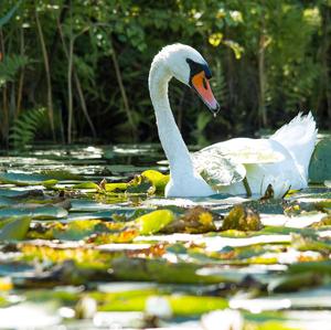 Höckerschwan