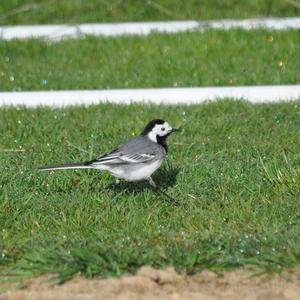 White Wagtail