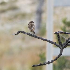 European stonechat