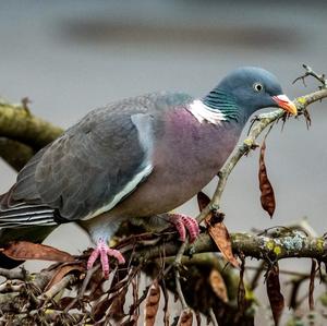 Common Wood-pigeon