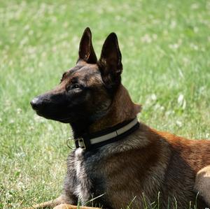 Belgian Malinois