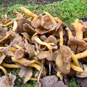 Trumpet Chanterelle