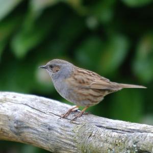 Hedge Accentor