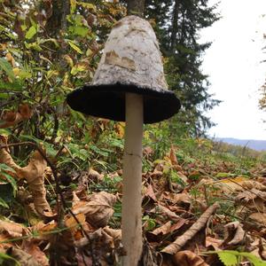 Shaggy Mane