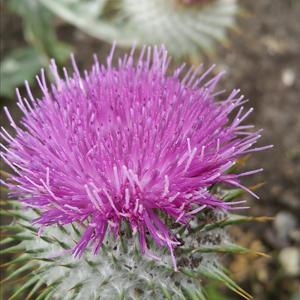 Cirsium eriophorum