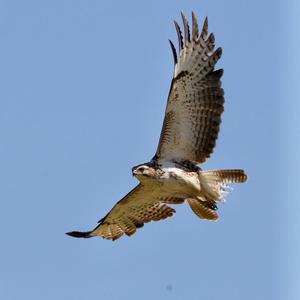 Common Buzzard