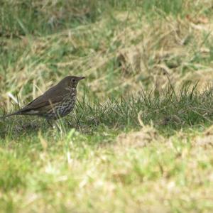 Song Thrush