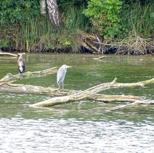 Grey Heron