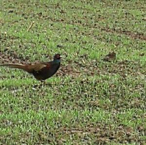 Common Pheasant