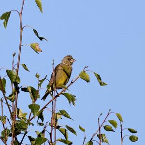 European Greenfinch