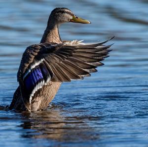 Mallard