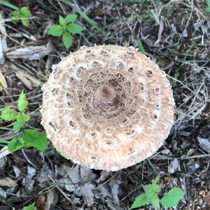 Shaggy Parasol