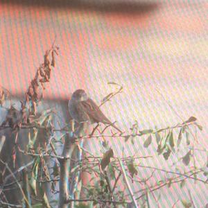 Hedge Accentor