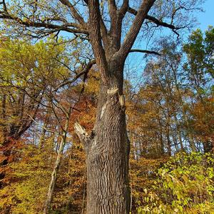 Pedunculate Oak