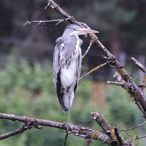 Grey Heron