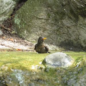 Eurasian Blackbird