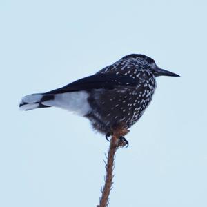 Spotted Nutcracker