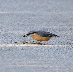 Wood Nuthatch