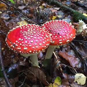 Fly Agaric