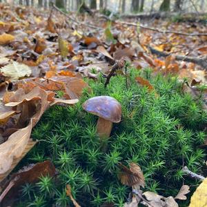 Bay Bolete