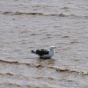 Great Black-backed Gull